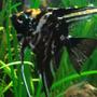 freshwater fish - pterophyllum sp. - marble veil angel stocking in 26 gallons tank - Black marble angel