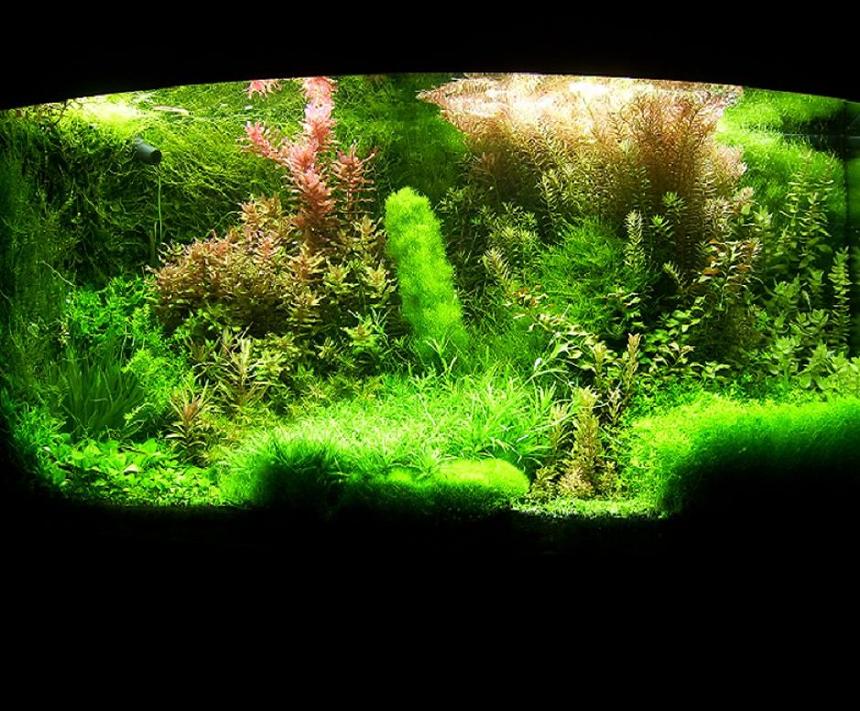 Rated #5: 72 Gallons Planted Tank - Shrimp paradise:)