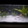 10 gallons planted tank (mostly live plants and fish) - In the works...