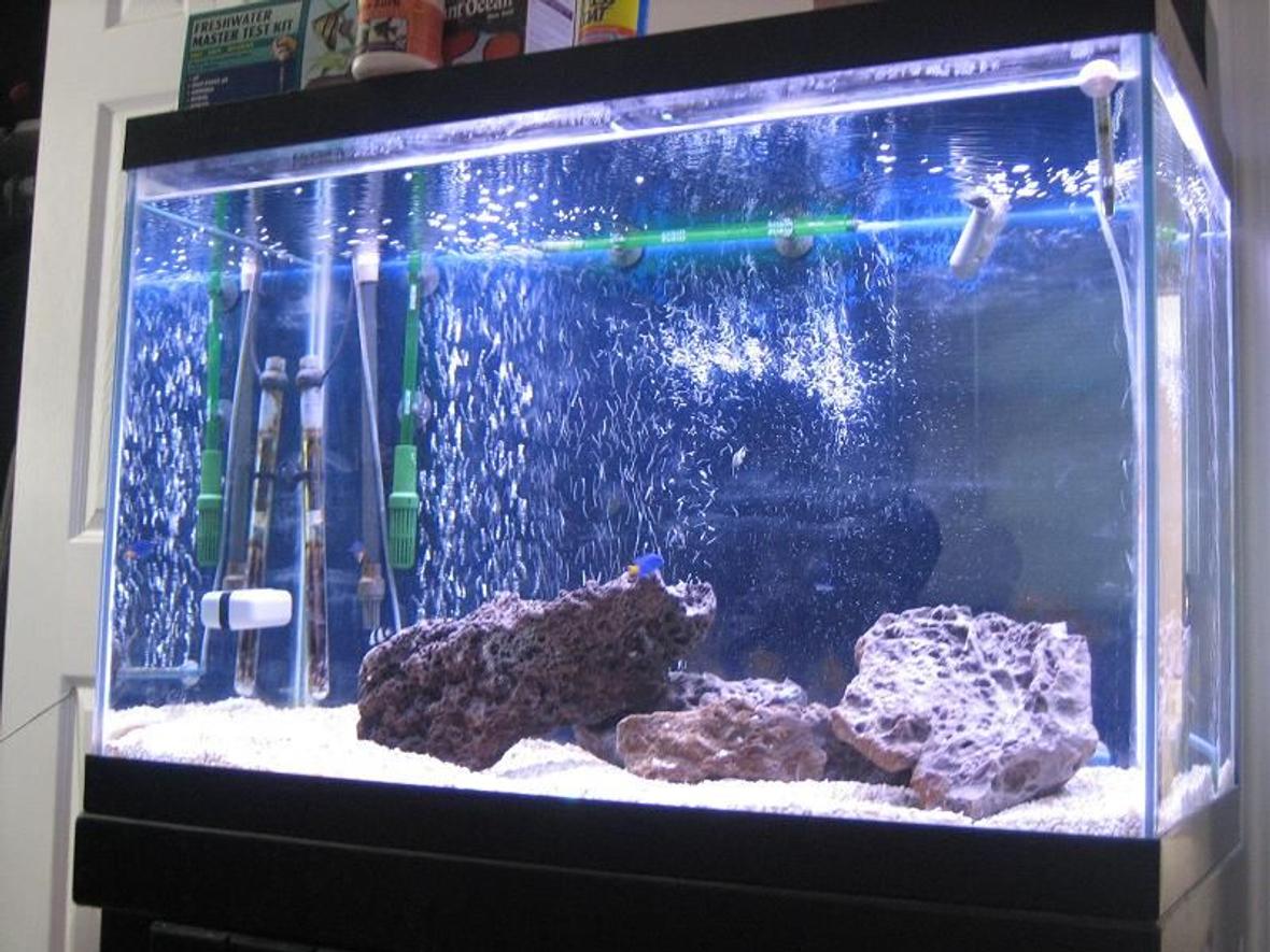 65 gallons saltwater fish tank (mostly fish, little/no live coral) - Tank is cycled