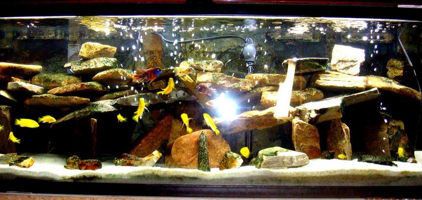 Rated #57: 60 Gallons Freshwater Fish Tank - 60g malawi tank...
filtered by two penguin 350 biowheel filters, and a 660gph under gravel jet system with fine sponge on the intake tube... 
lighting is a home depot light fixture with two phillips 40w bulbs...
one large piece of egg crate cut to accomodate the undergravel jet system...
substrate is target play sand from home depot...
rock background is three tiles of slate made to fit... 
aeration via 48" marineland flexible bubble wand powered by a whisper 100 pump...
heated by a 300w ebo-jager...