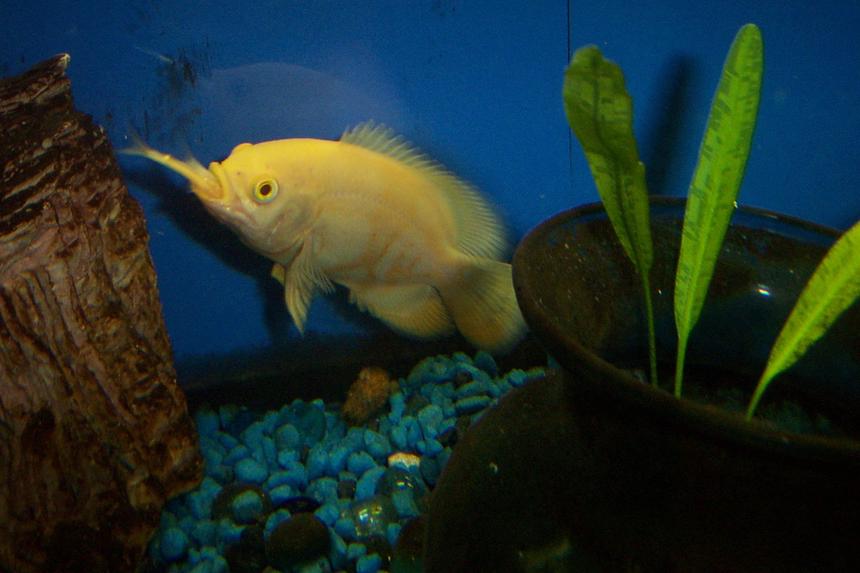 Rated #82: Freshwater Fish - Astronotus Ocellatus - Albino Oscar Stocking In 55 Gallons Tank - White Oscar, rather hungry little guy.