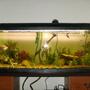 70 gallons planted tank (mostly live plants and fish) - fluval duo 1200 with live plants, eheim external filter, and internal filter aquaone and air stone