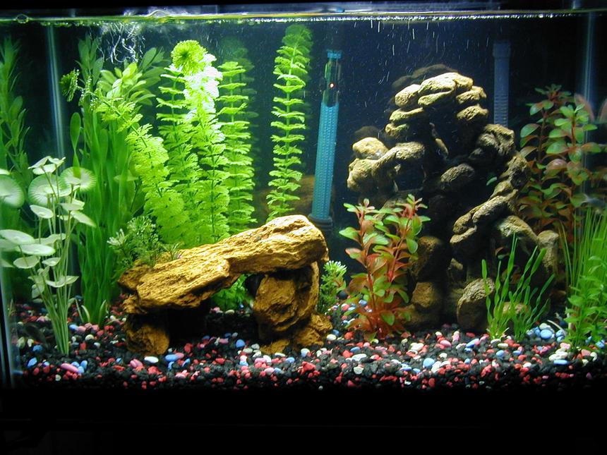 Rated #2551: 20 Gallons Freshwater Fish Tank - 20 gallon community aquarium