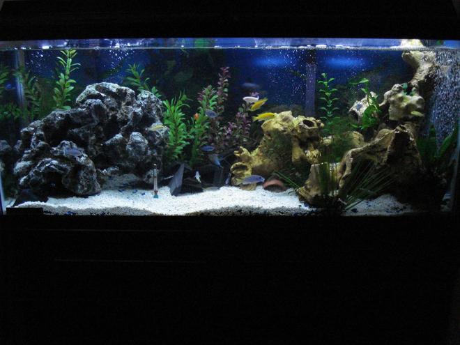 55 gallons freshwater fish tank (mostly fish and non-living decorations) - 55 gallon (48x13x21)
6x Gephyrochromus Acei
4x Labidochromus Caeruleus
3x Pseudotropheus Socolofi
3x Metriaclima Callainos
1x Metriaclima Estherae
1x Aulonocara Jacobfreibergi
