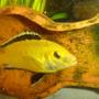 freshwater fish - labidochromis caeruleus - electric yellow cichlid stocking in 70 gallons tank - cichlid malawi labido