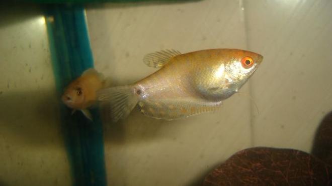 freshwater fish - trichogaster trichopterus - gold gourami stocking in 70 gallons tank - gourami