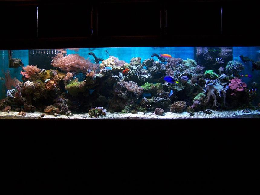 Rated #39: 240 Gallons Reef Tank - full tank shot