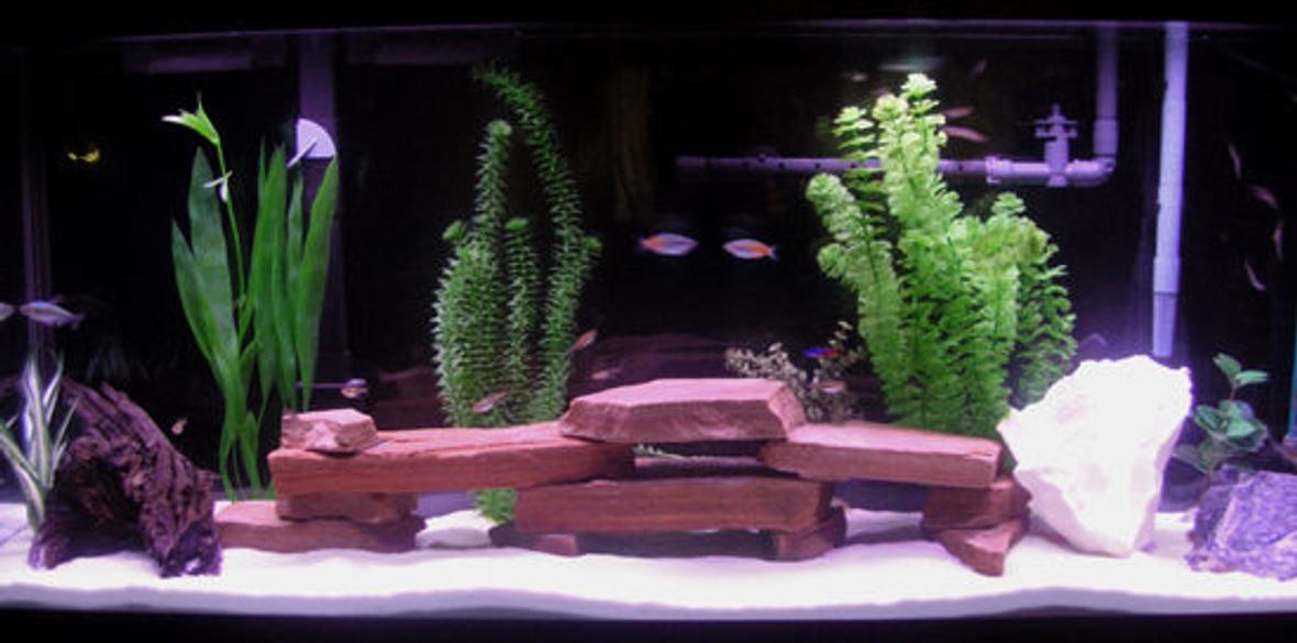 55 gallons freshwater fish tank (mostly fish and non-living decorations) - Top Fin 55 Gallon with Rena XP3 and Penguin Power Filter 350B. Aqua-Glow 18,000K lights.