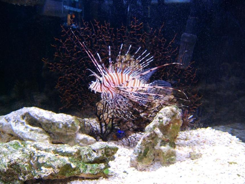 Rated #49: Saltwater Fish - Pterois Volitans - Volitan Lionfish Stocking In 72 Gallons Tank - Our lionfish :)