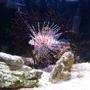 saltwater fish - pterois volitans - volitan lionfish stocking in 72 gallons tank - Our lionfish :)