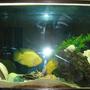 45 gallons freshwater fish tank (mostly fish and non-living decorations) - acuario de ciclidos con caracoles marinos, espero les guste