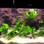 79 gallons freshwater fish tank (mostly fish and non-living decorations) - Tanganyika 300