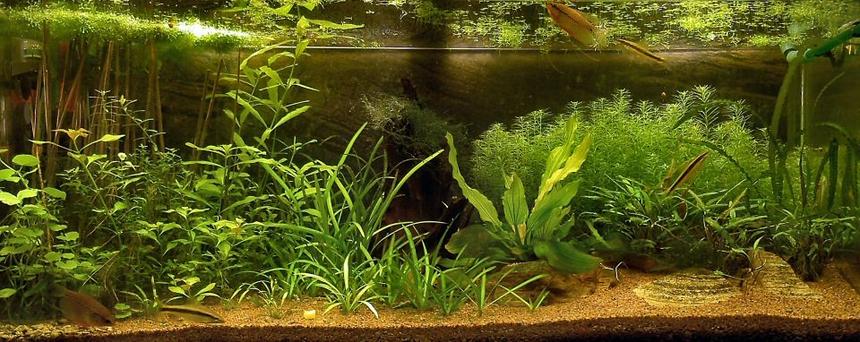 Rated #64: 35 Gallons Planted Tank - About one month after setup