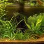 35 gallons planted tank (mostly live plants and fish) - About one month after setup