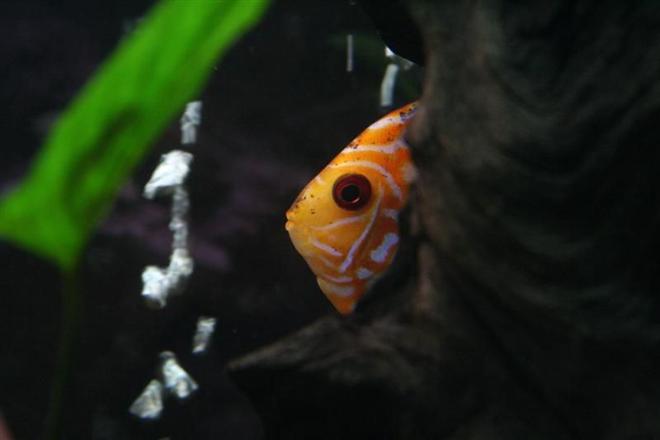 freshwater fish - symphysodon sp. - yellow marlboro discus stocking in 72 gallons tank - Yellow Marlboro