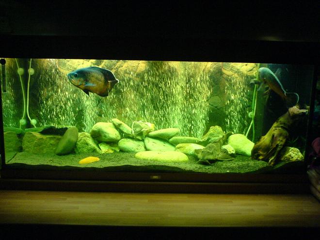 57 gallons freshwater fish tank (mostly fish and non-living decorations) - overall picture of my fish tank with 2 oscars and pleco, with my new backdrop and bubble wall