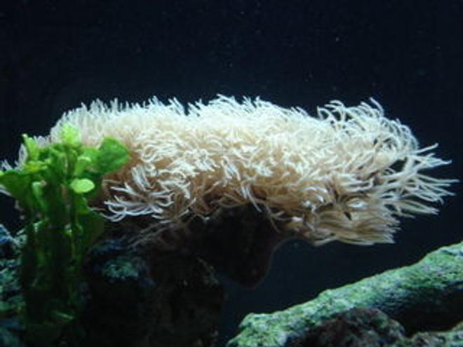 corals inverts - sarcophyton sp. - long polyp leather stocking in 120 gallons tank - Soft coral, star polyps?  in the water flow.