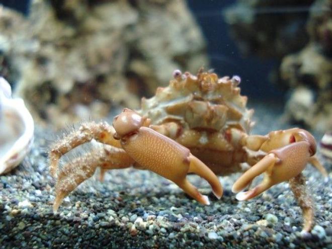 corals inverts - camposcia retusa - spider decorator crab stocking in 120 gallons tank - Crabzilla!