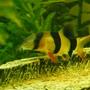 freshwater fish - botia macracantha - clown loach stocking in 32 gallons tank - Clown Loach 2