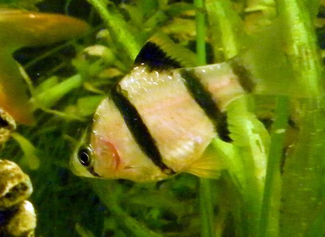 freshwater fish - puntius tetrazona - tiger barb stocking in 32 gallons tank - Tiger Barb (Hexazone)