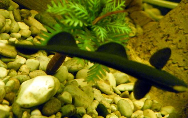 freshwater fish - apteronotus albifrons - black ghost knifefish stocking in 32 gallons tank - Black Ghost Knife Fish (From Top)