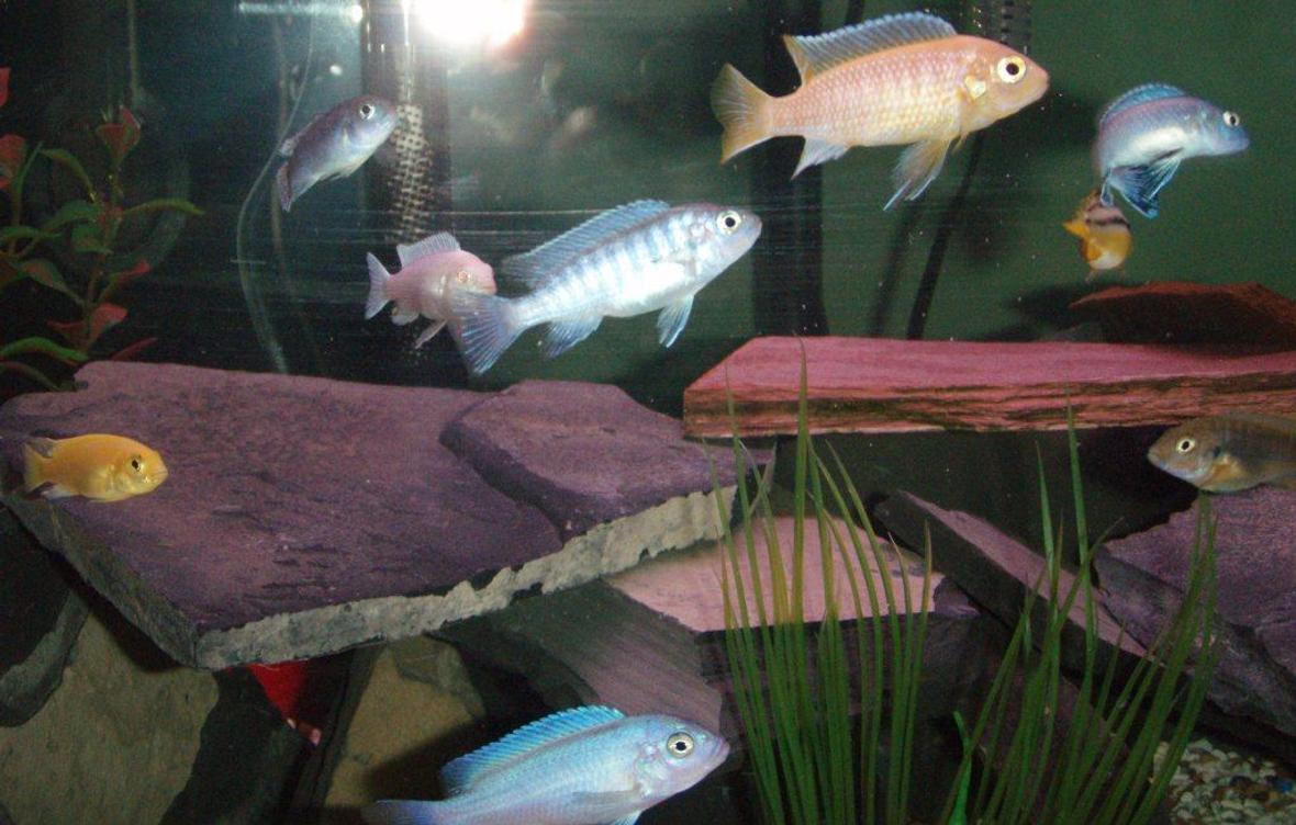 20 gallons freshwater fish tank (mostly fish and non-living decorations) - My 20 gal baby cichlid tank.