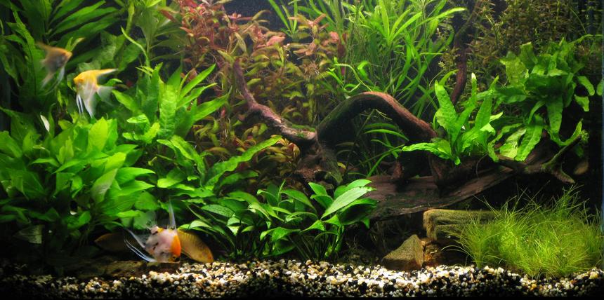 Rated #19: 44 Gallons Planted Tank - Low-light, no co2 tank, 1 year old.
