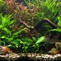 44 gallons planted tank (mostly live plants and fish) - Low-light, no co2 tank, 1 year old.