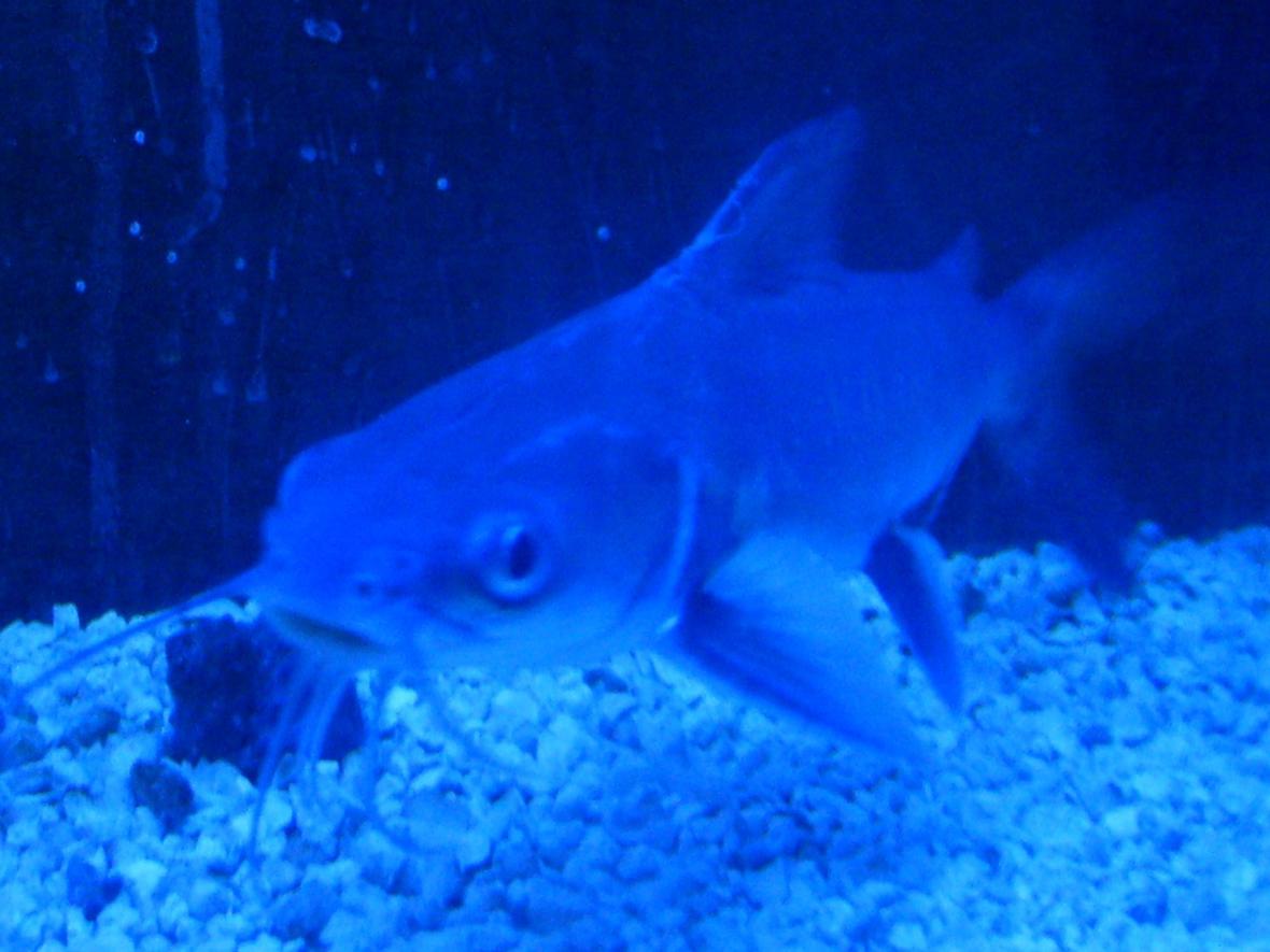 freshwater fish - arius jordani - columbian shark stocking in 55 gallons tank - Ever seen Jaws? 2 Hexanematichthys seemanni -columbine catfish, silvertip cat they went from fresh to salt in just 6 mos