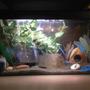 12 gallons freshwater fish tank (mostly fish and non-living decorations) - black sand river environment