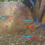 fish tank picture - Neon Tetras