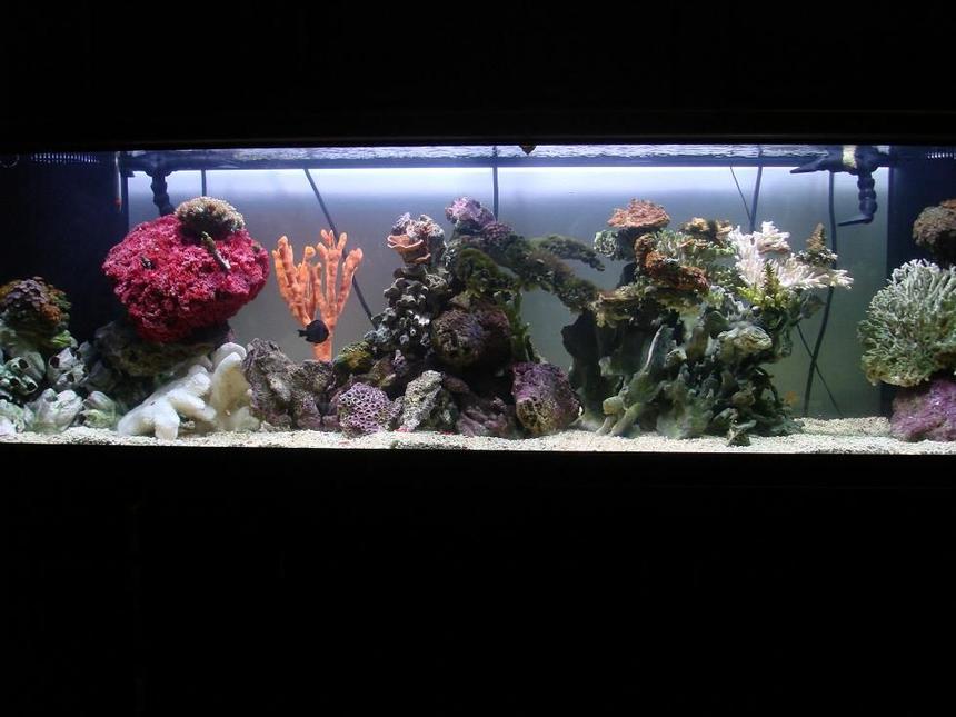 Rated #179: 125 Gallons Reef Tank - new tank