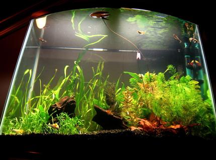 28 gallons planted tank (mostly live plants and fish) - looking up