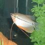 freshwater fish - trichogaster leeri - pearl gourami stocking in 55 gallons tank - pearl gouarami