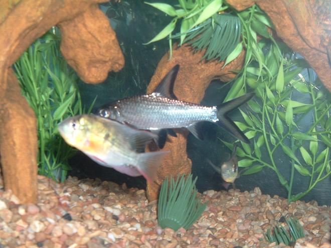 freshwater fish - microgeophagus altispinosa - bolivian ram stocking in 55 gallons tank - bala shark with bolivian ram