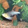 freshwater fish - microgeophagus altispinosa - bolivian ram stocking in 55 gallons tank - bala shark with bolivian ram