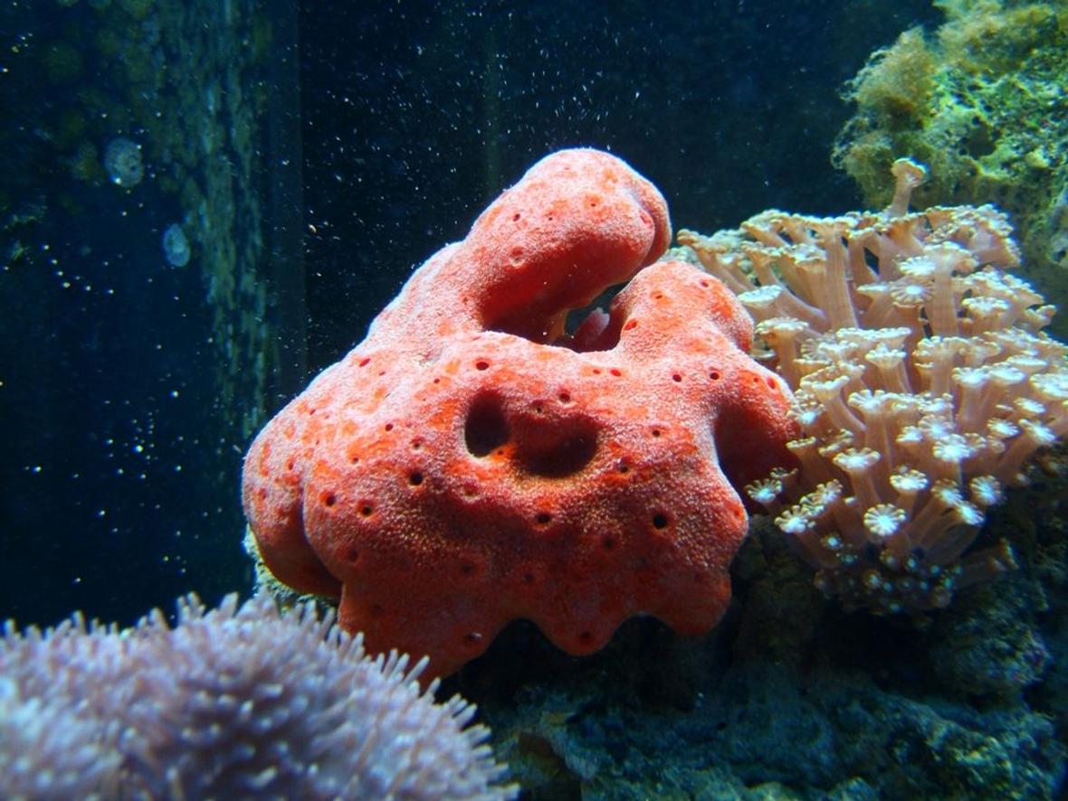 corals inverts - psuedaxinella lunaecharta - red ball sponge stocking in 72 gallons tank - Ball Sponge and Daisy Coral