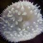 corals inverts - entacmaea quadricolor - bulb anemone stocking in 46 gallons tank