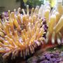 corals inverts - macrodactyla doreensis - long tentacle anemone stocking in 46 gallons tank -