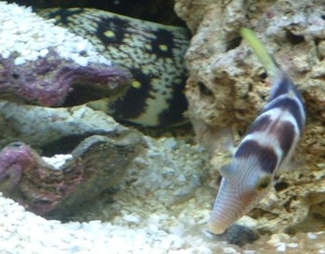 saltwater fish - canthigaster valentini - saddle valentini puffer stocking in 46 gallons tank - valentine puffer with eel passing by
