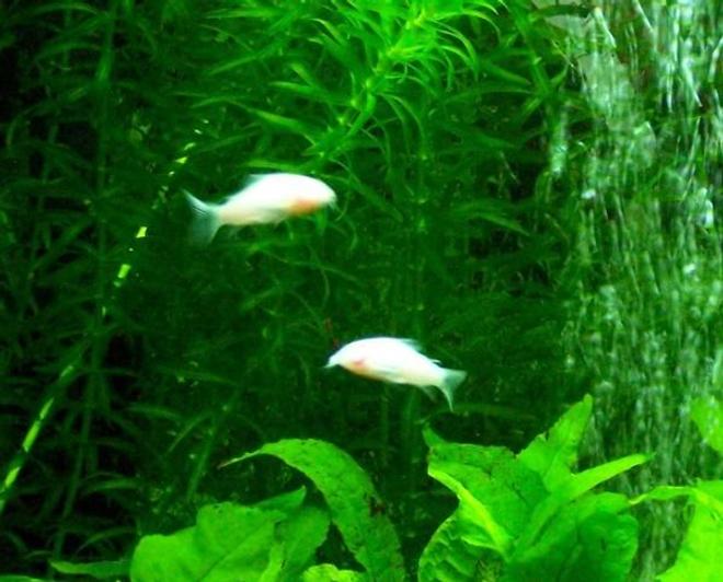 freshwater fish - corydoras aeneus - albino aeneus cory cat stocking in 60 gallons tank - best little fish, they're cool to look at and have a great nature to them, they race around the tank and are gentle as eva, great little dudes