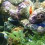 fish tank picture - a small section of the tank...home to the scallop.