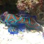 saltwater fish - synchiropus splendidus - green mandarin stocking in 46 gallons tank -