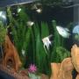 55 gallons freshwater fish tank (mostly fish and non-living decorations) - tank