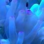corals inverts - condylactis sp. - haitian reef anemone stocking in 100 gallons tank - bubble tip anemone