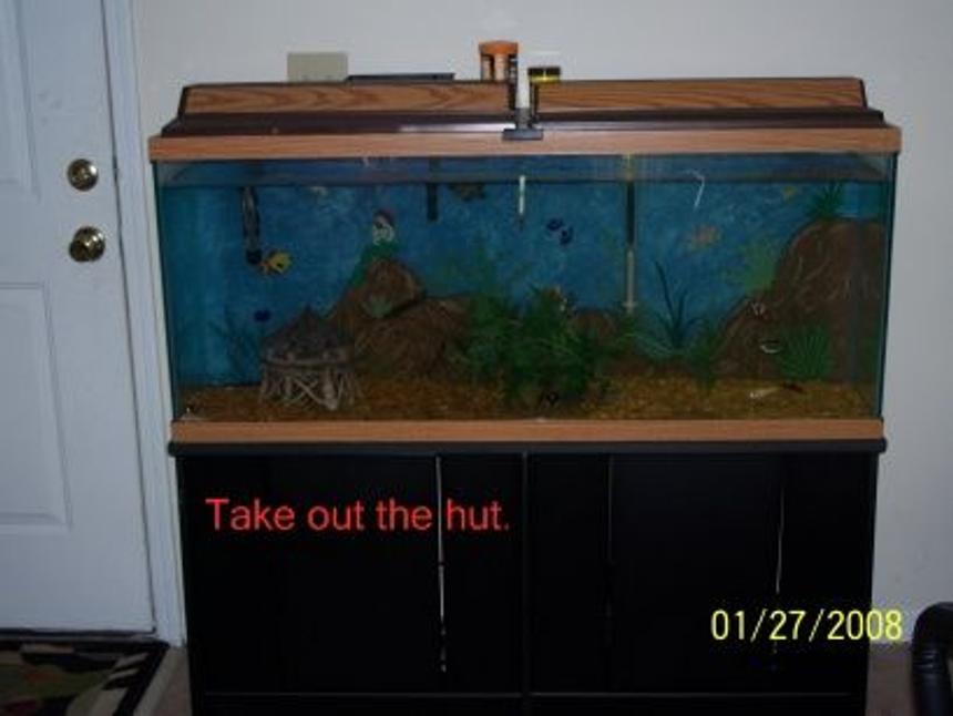 Rated #4074: 55 Gallons Freshwater Fish Tank - 55 Gallon. Any ideas on some cool plants and/or decor.?