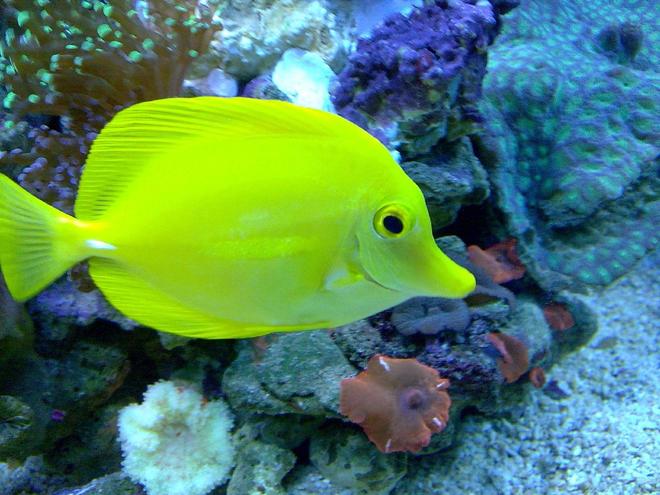 saltwater fish - zebrasoma flavescens - yellow tang - hawaii stocking in 100 gallons tank - .