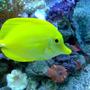 saltwater fish - zebrasoma flavescens - yellow tang - hawaii stocking in 100 gallons tank - .