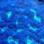 corals inverts - favites sp. - neon eye favia brain stocking in 100 gallons tank - .